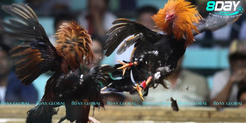 Luật chơi đá gà cựa dao