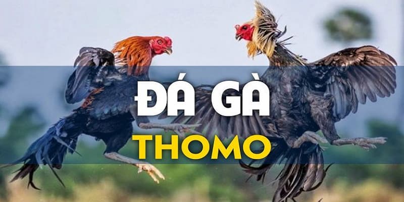 Đá gà thomo là một trong những hình thức đá gà được nhiều người quan tâm nhất