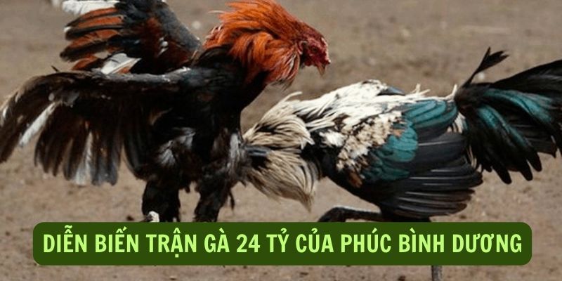 Trận gà 24 tỷ của Phúc Bình Dương